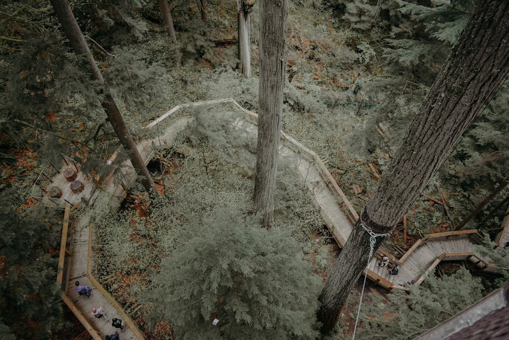 aerial photography of wooden pathway running across trees