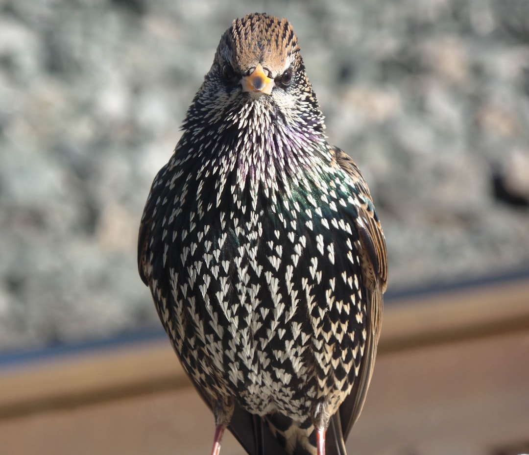 Wildlife photo spot Centraal Station Verbindingsdam 9