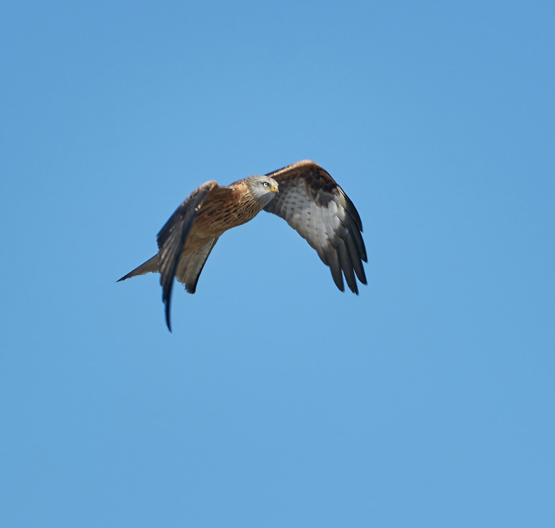 Wildlife photo spot Hasslö Simrishamn