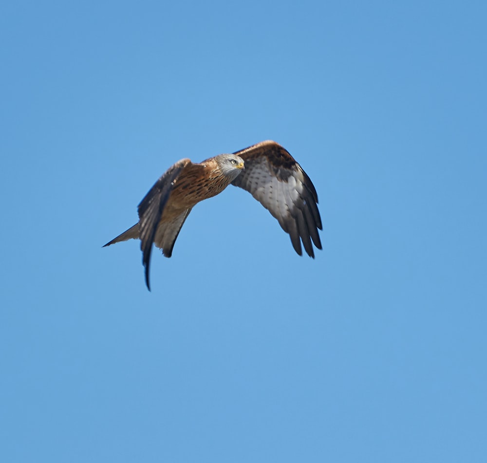 brown and black eagle in flight against blue background