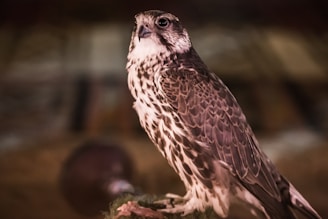 A detailed image of a majestic Gavilán hawk perched on a tree branch in the Llanos landscape.