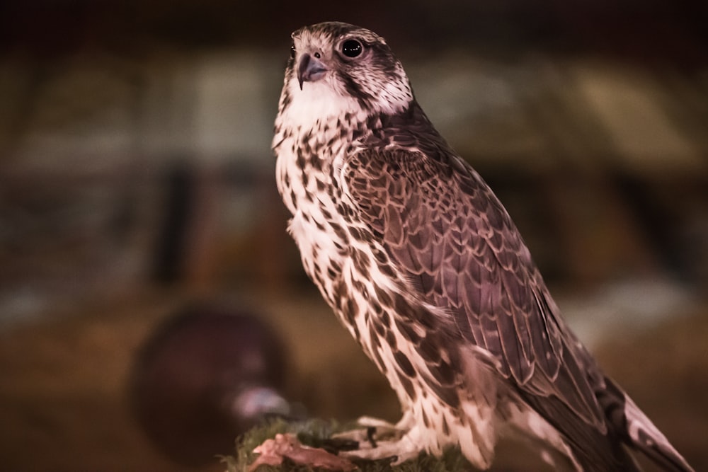 shallow focus photography of hawk