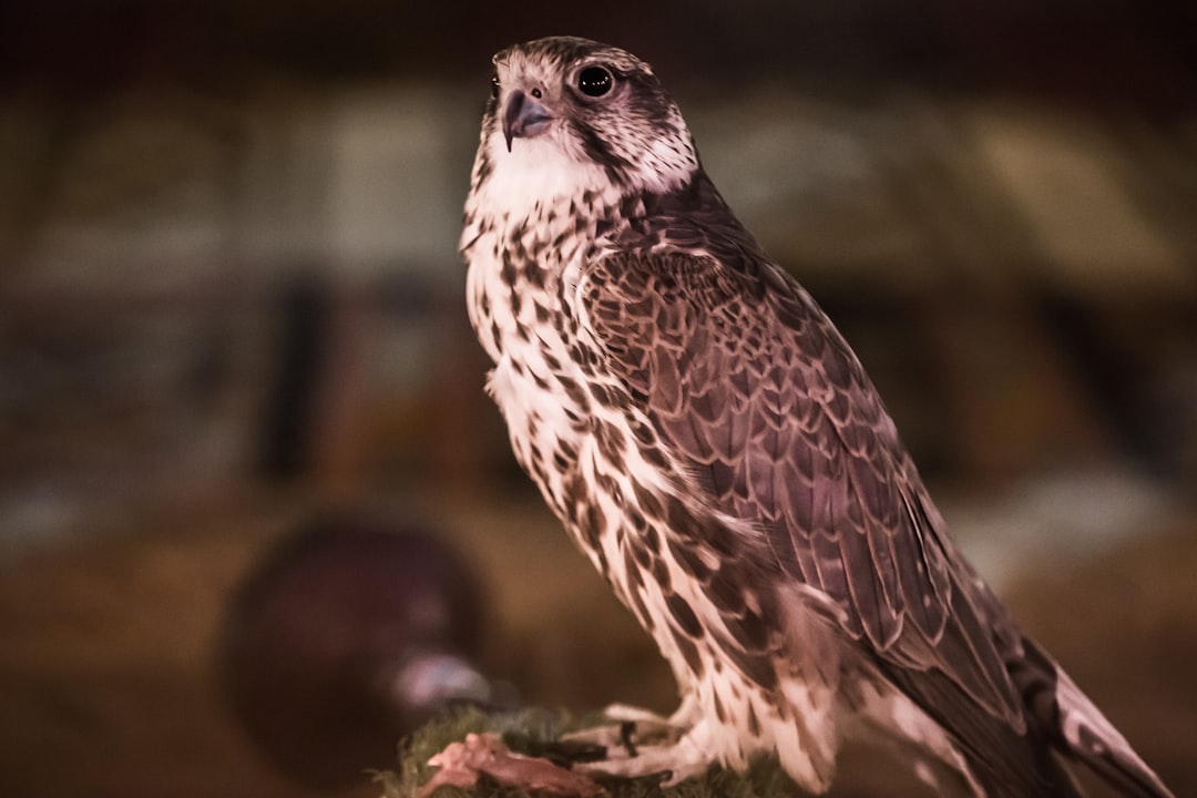 shallow focus photography of hawk, falcon looking