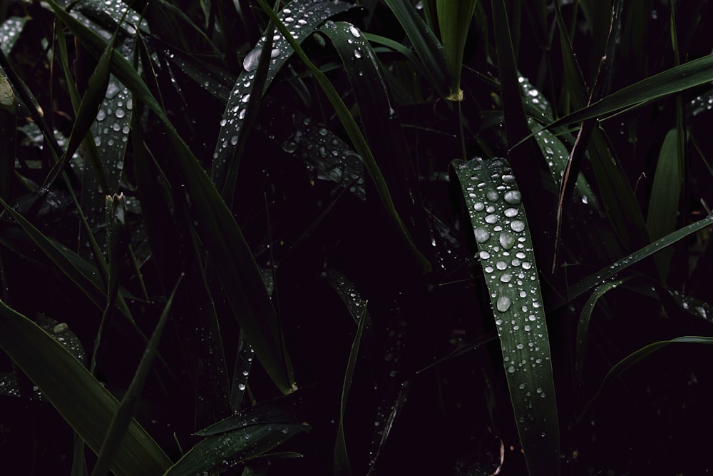 green leafed plants