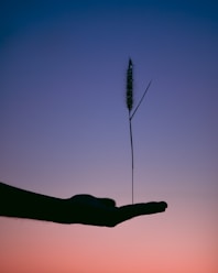 silhouette photography of person holding plant