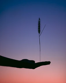 silhouette photography of person holding plant