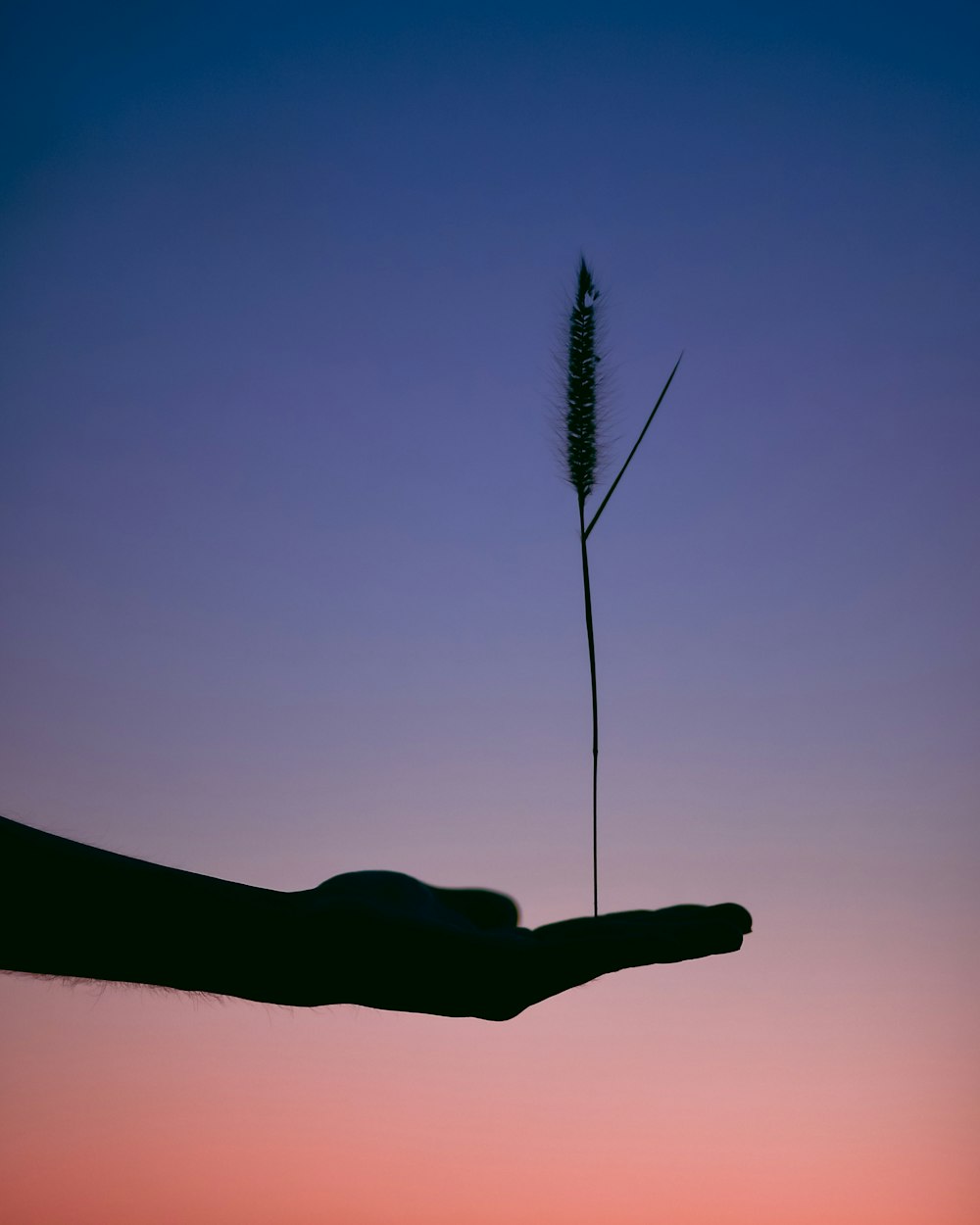 photographie de silhouette d’une personne tenant une plante