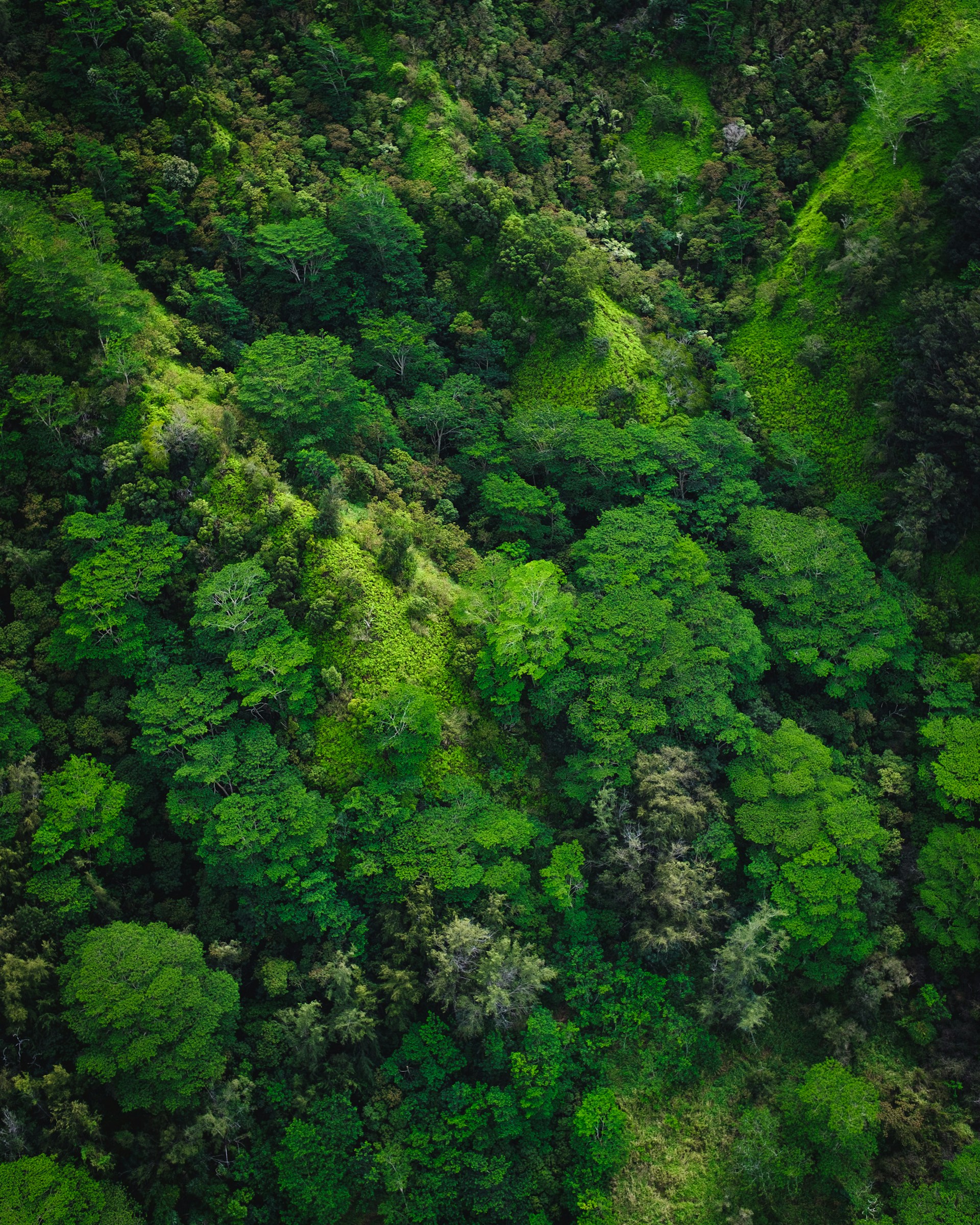 aerial photography of trees on mountain