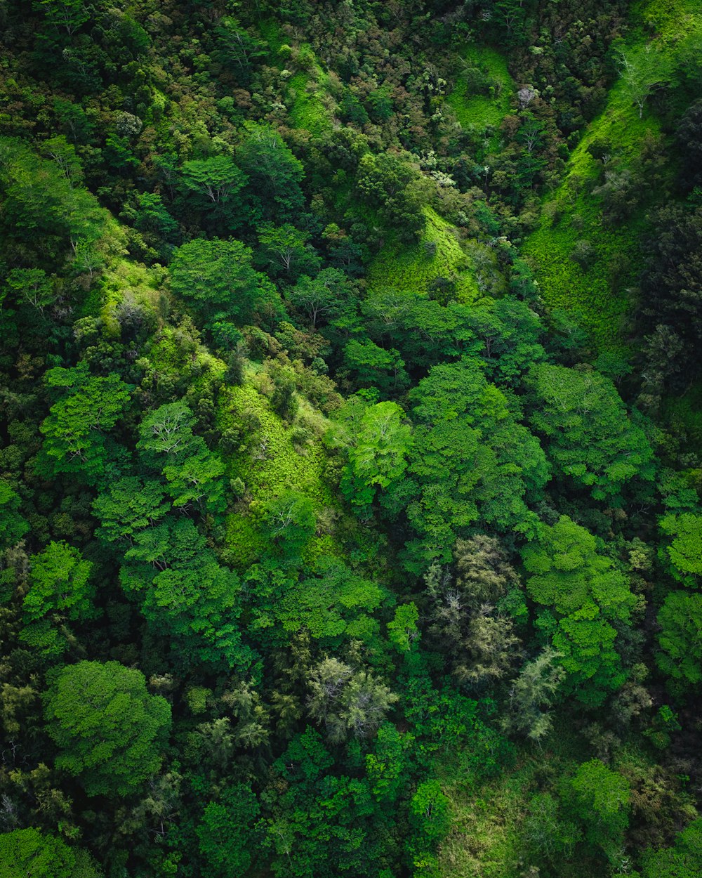 Photographie aérienne d’arbres sur la montagne