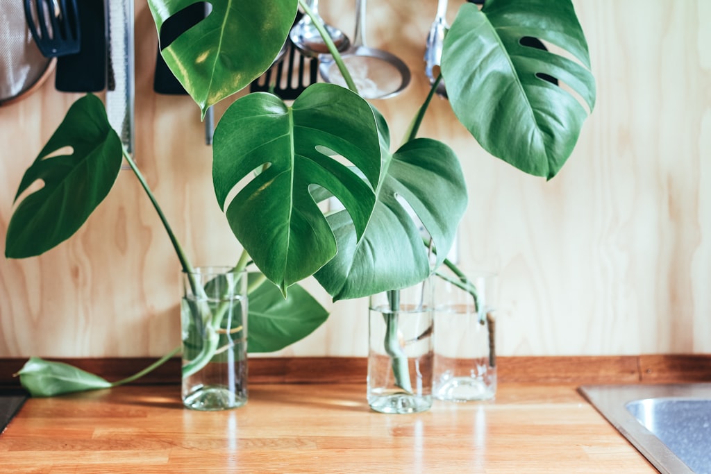 Three Monstera plants propagated on a glass with water