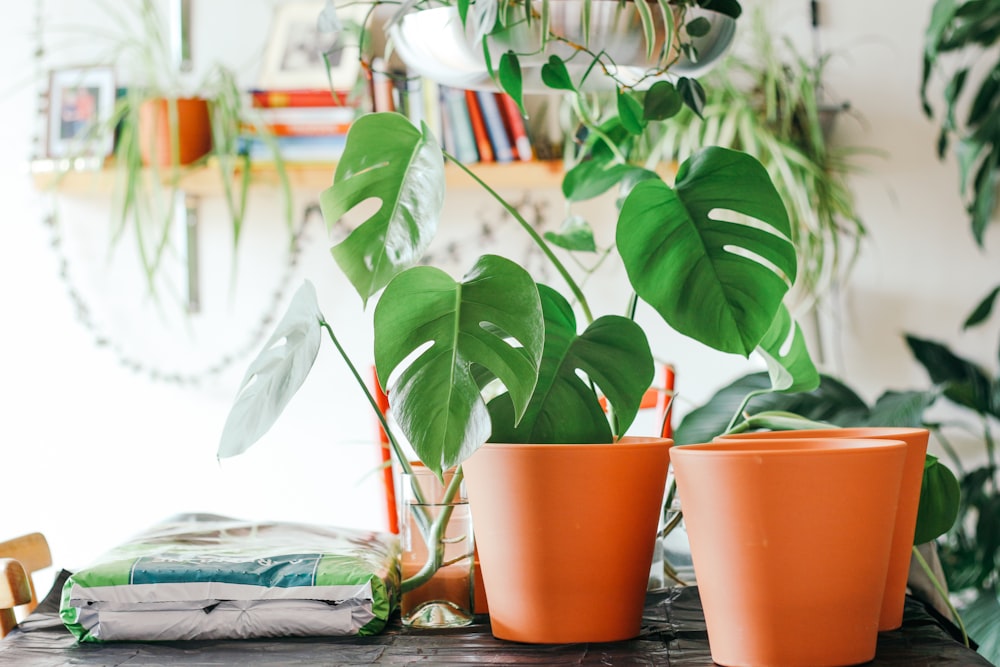 Planta de elefante en maceta de plástico naranja