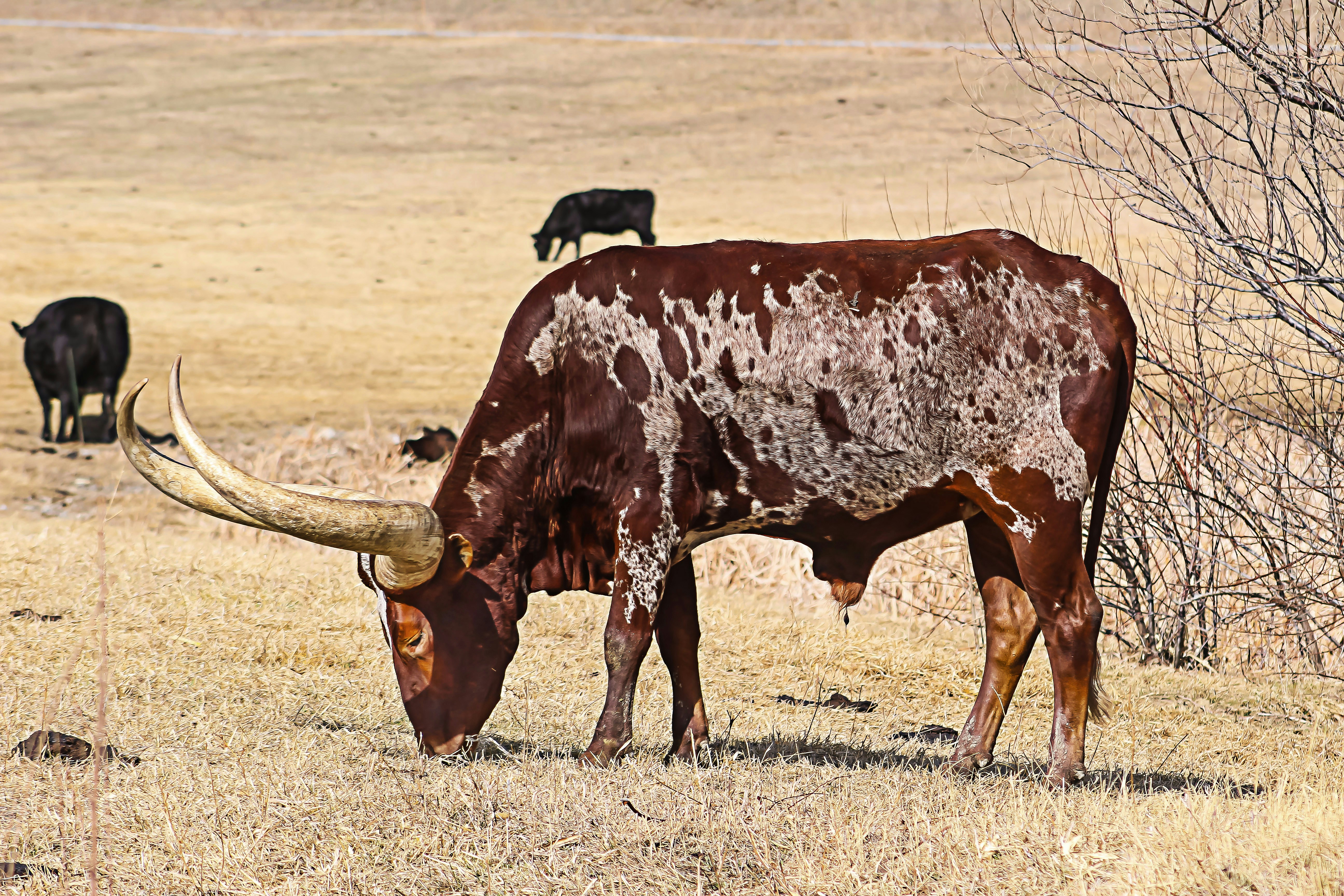 brown and black bull on grass field
