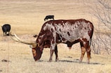 brown and black bull on grass field