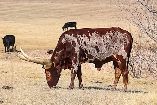 brown and black bull on grass field