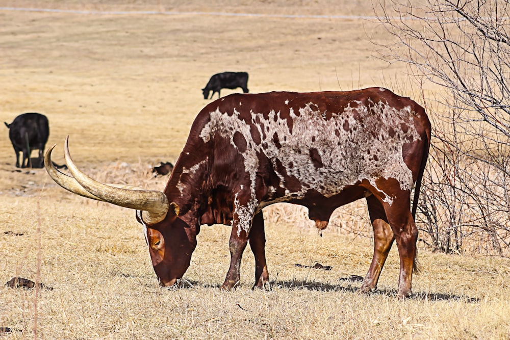 brown and black bull on grass field