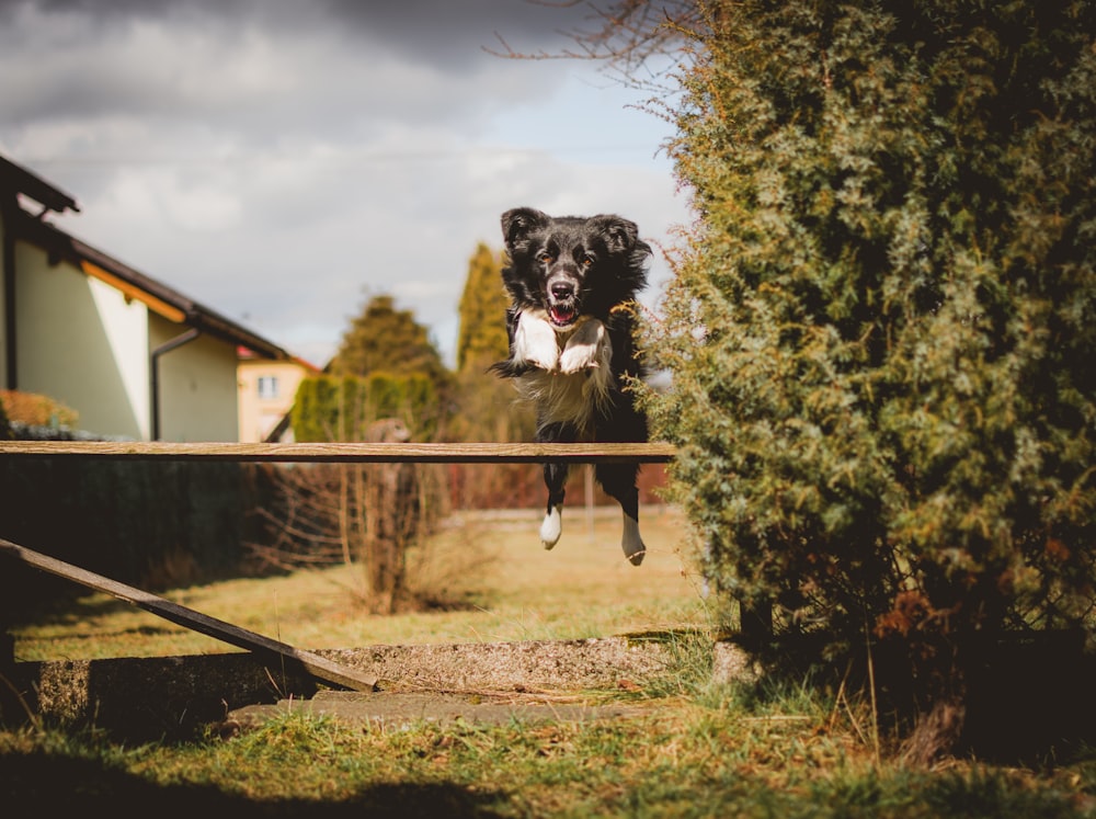 perro saltando sobre tablones de madera