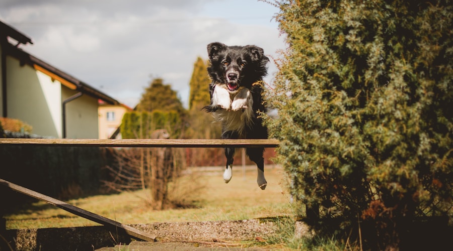 dog jumping over wood plank