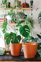 A charming corner of the house with terracotta pots and hanging plants, creating a warm and inviting atmosphere.