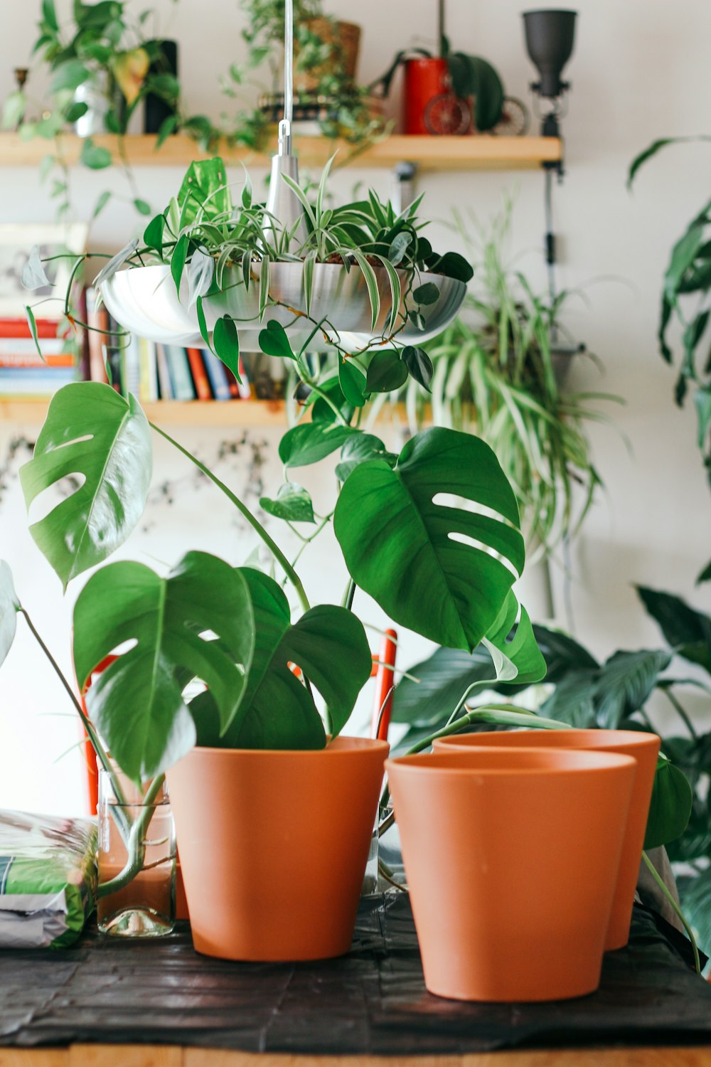 green plants