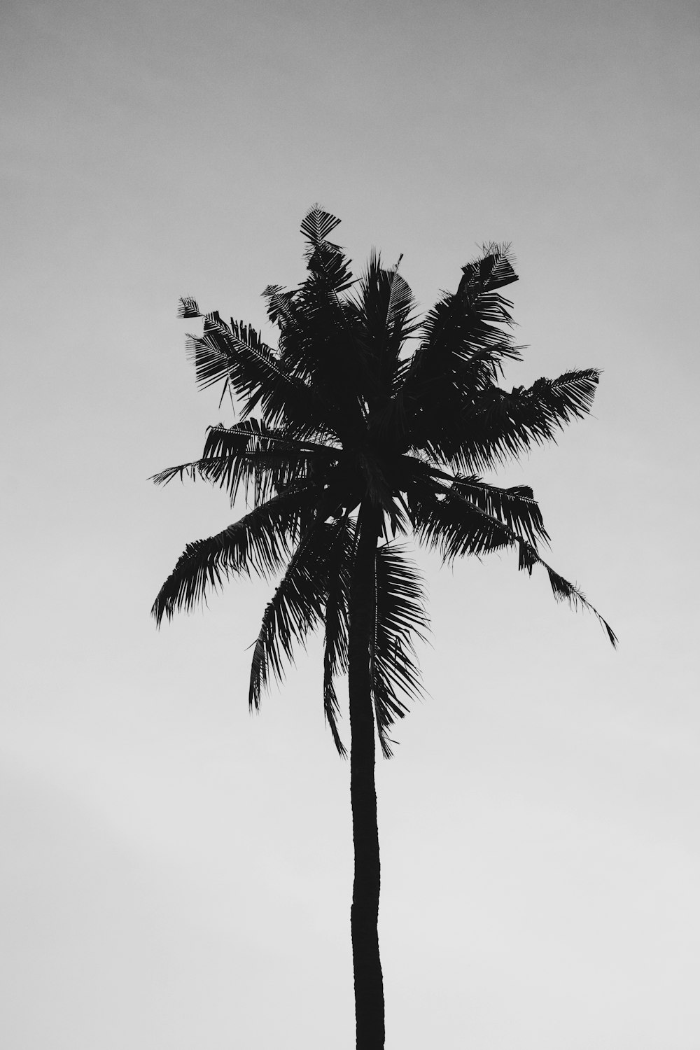 Une photo en noir et blanc d’un palmier