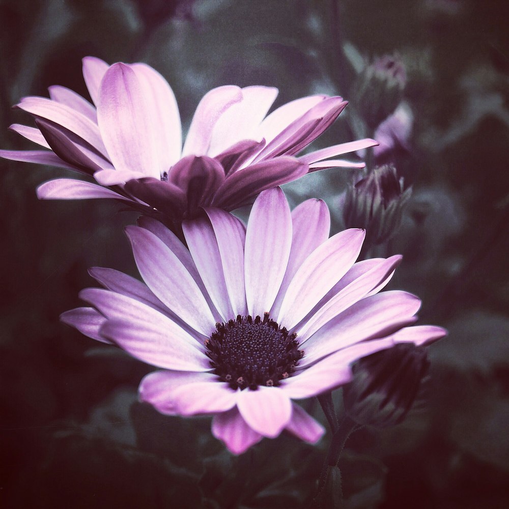 closeup photo of purple petaled flowers