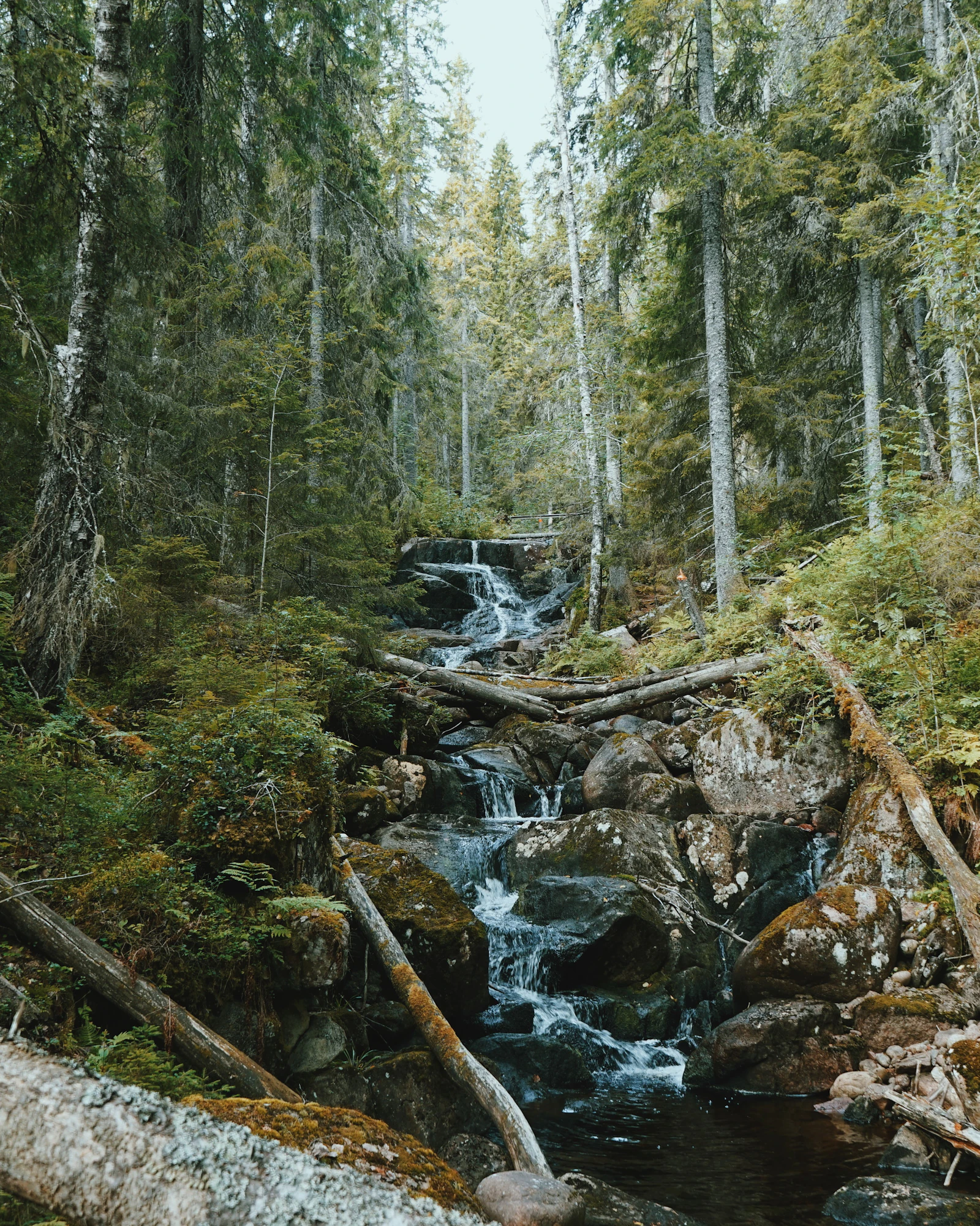 Forest stream and footbridge in Skuleskogen National Park