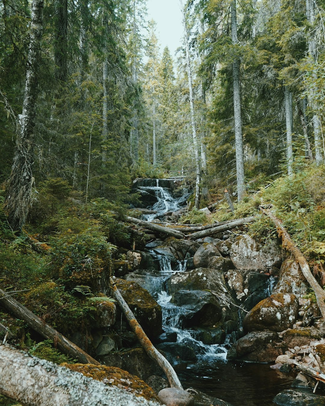 Forest photo spot Skuleskogen National Park Sweden