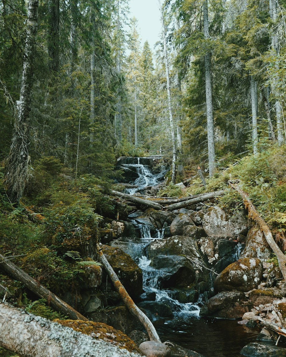 river flowing with rocks surrounded by trees