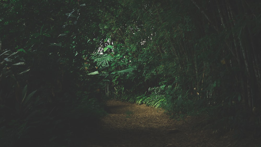 pathway between green leafed trees