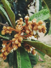 A close-up of a plant with clusters of orange-brown buds and some white flowers emerging. The leaves are large, glossy, and dark green with visible veins. A yellow and black striped insect, possibly a wasp or bee, is perched on one of the flowers. The background is a blurred natural setting.