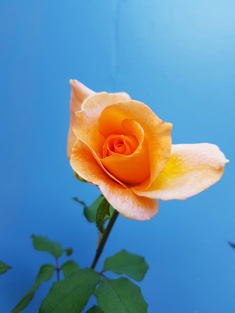 orange flower