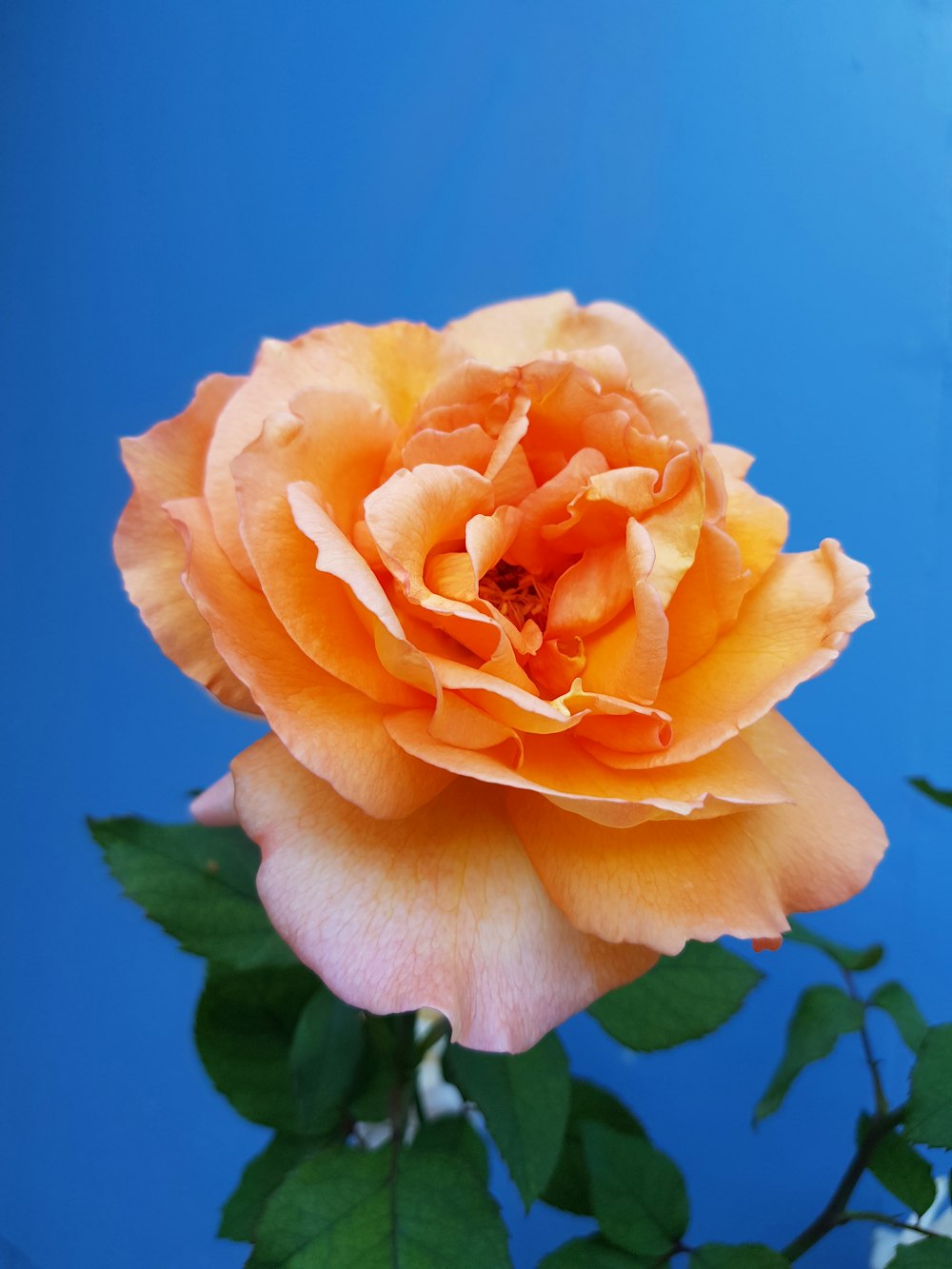 closeup of orange petaled flower