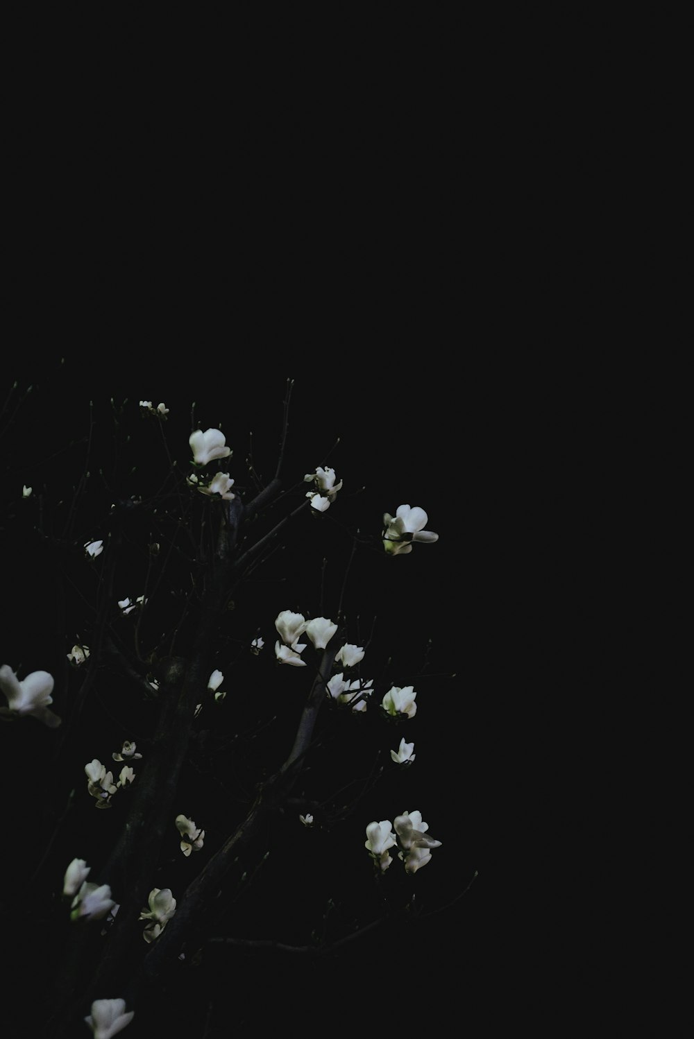 白い葉の植物のクローズアップ写真