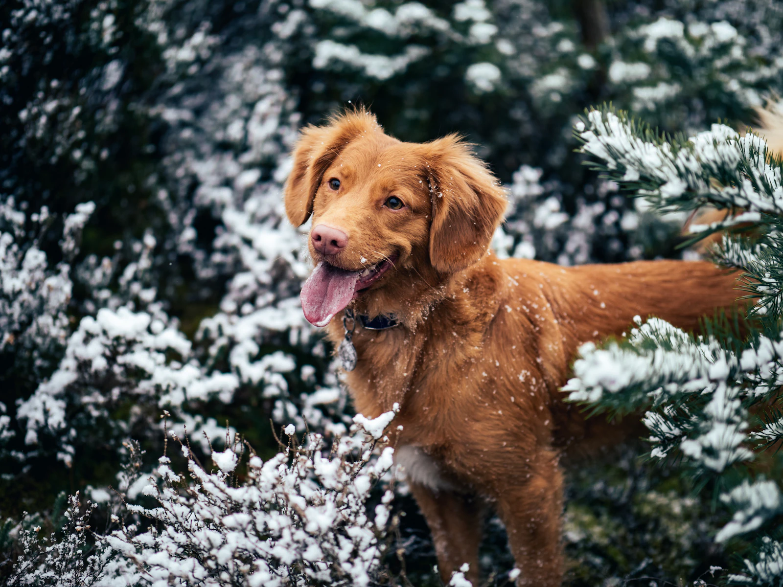 A golden dog standing in a snowy Minnesota evergreen forest