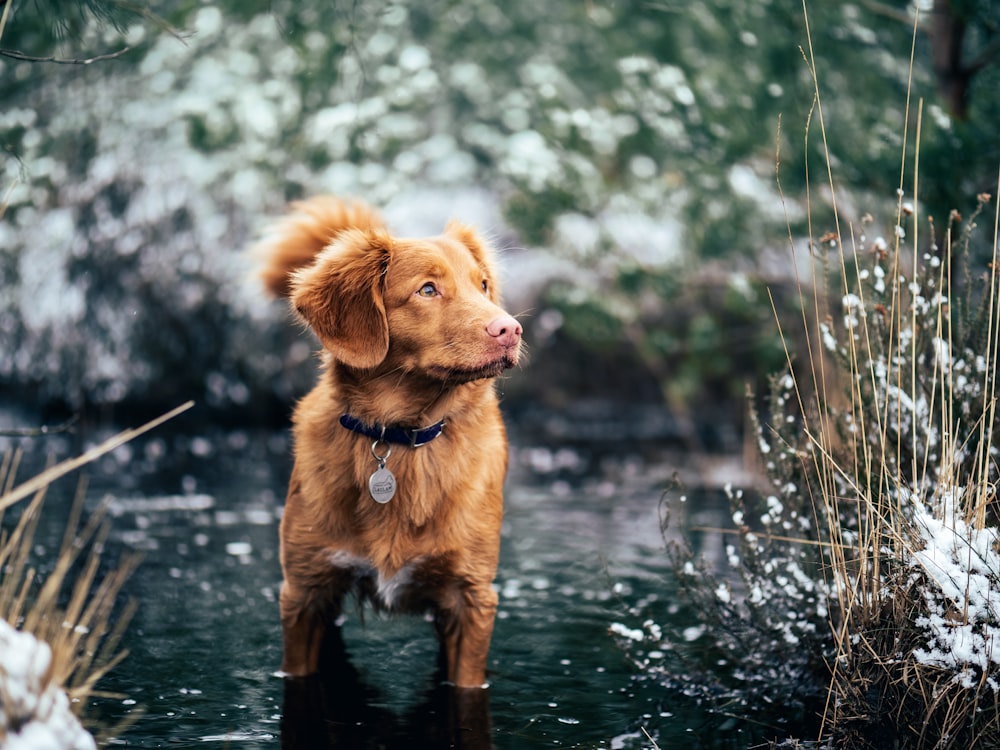 chien brun à poil court sur plan d’eau