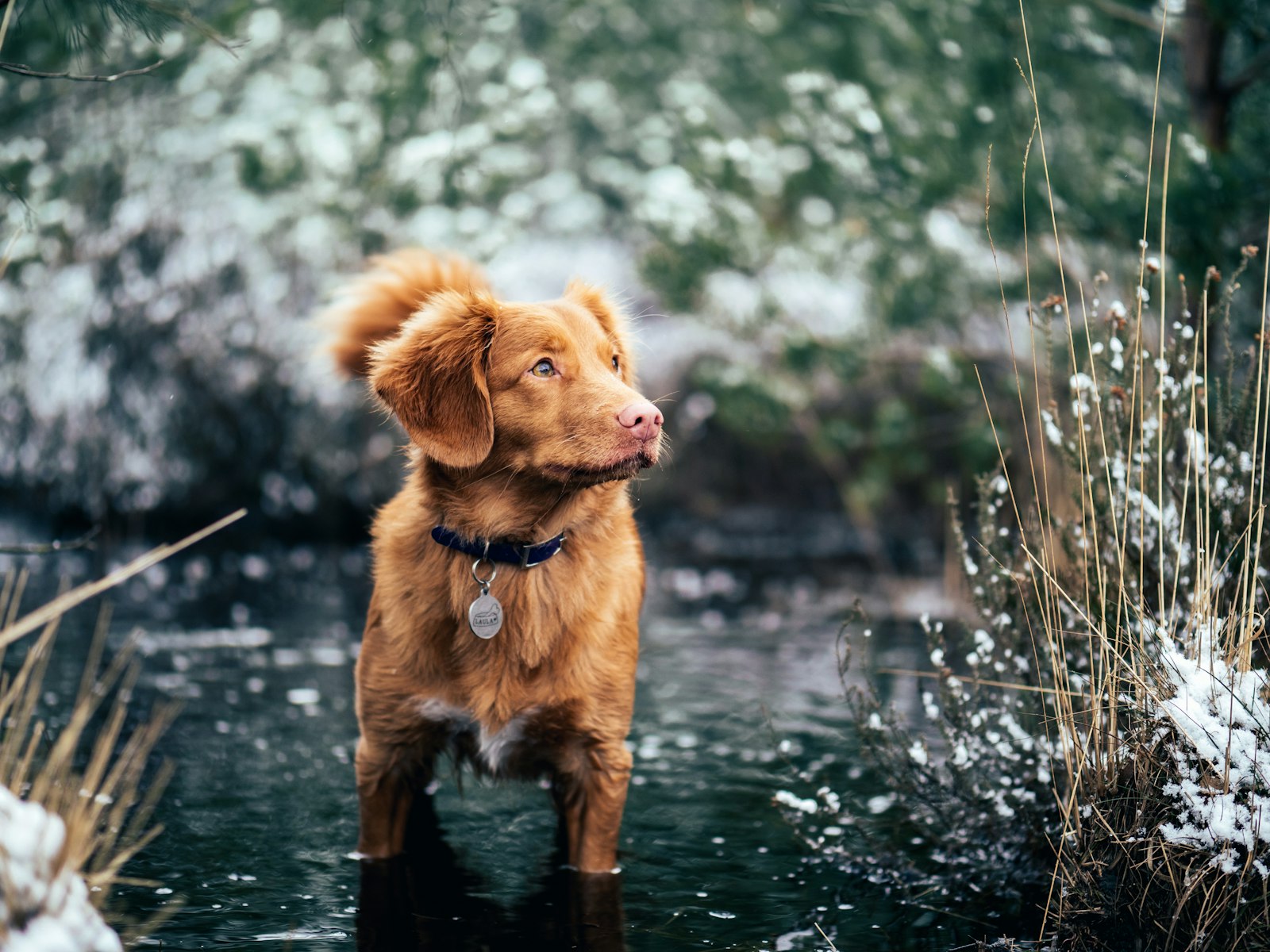 Panasonic Leica DG Nocticron 42.5mm F1.2 ASPH OIS sample photo. Short-coated brown dog on photography