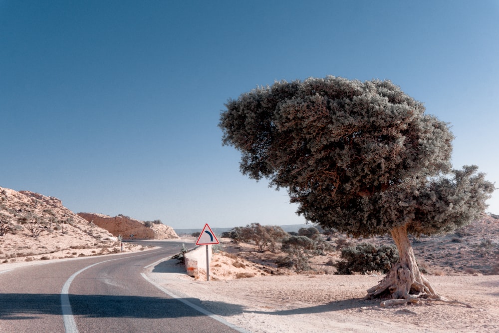 tree beside road with sign during daytime