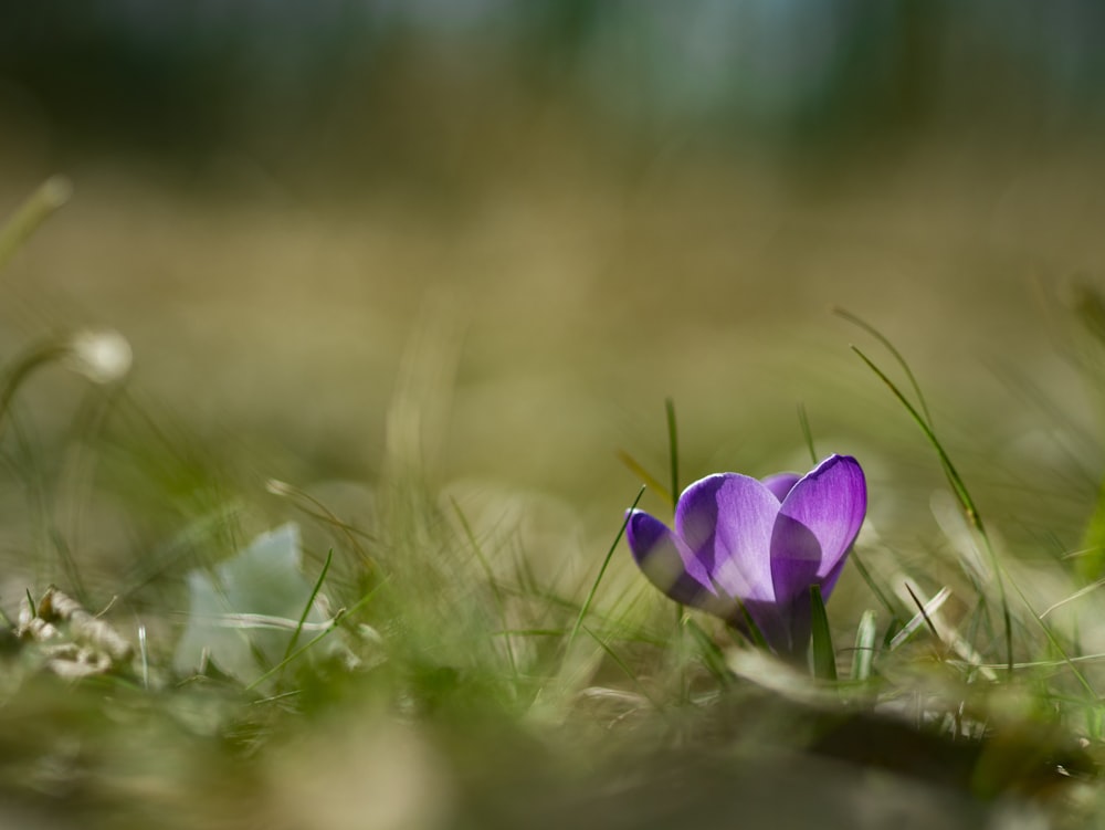 fleur à pétales violets