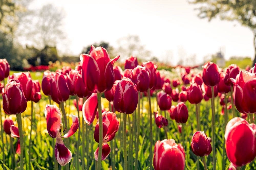 Cama de tulipanes rosados durante el día