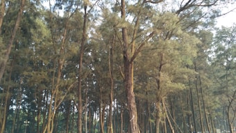 Tall, slender trees with dense, green foliage create a serene and natural environment. The sunlight filters through the branches, casting dappled shadows on the ground.