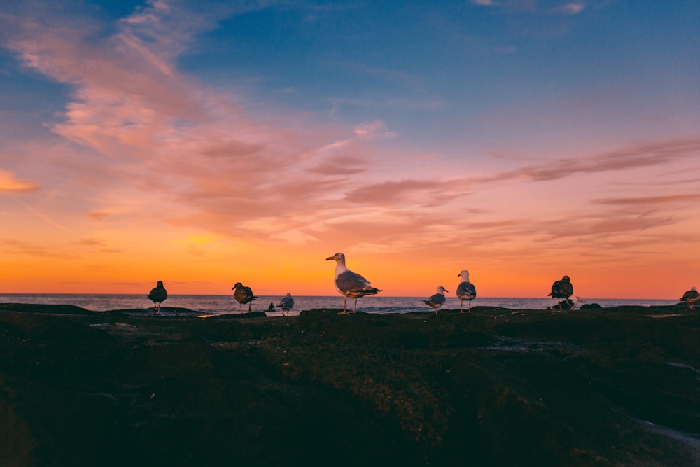 flock of seagull during golden hour