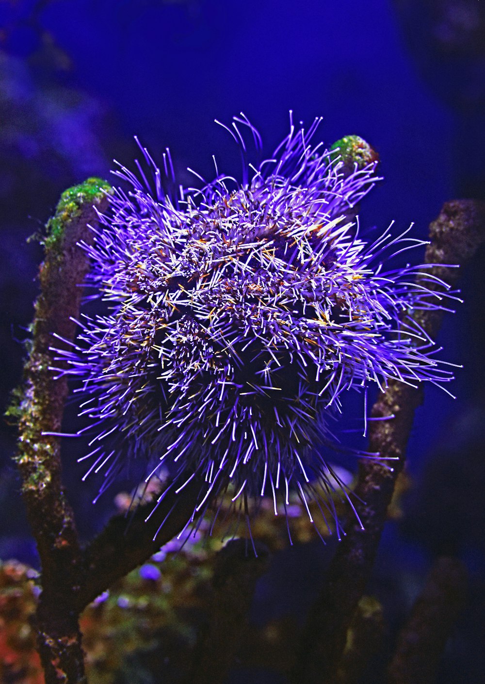 underwater photography of purple flower