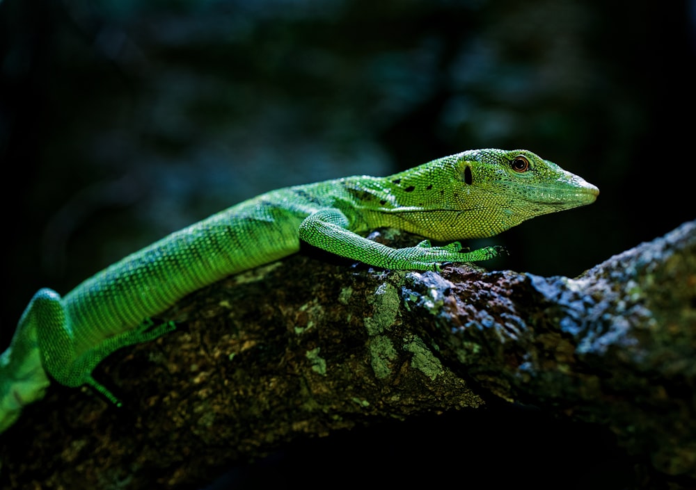 wildlife photography of green reptile