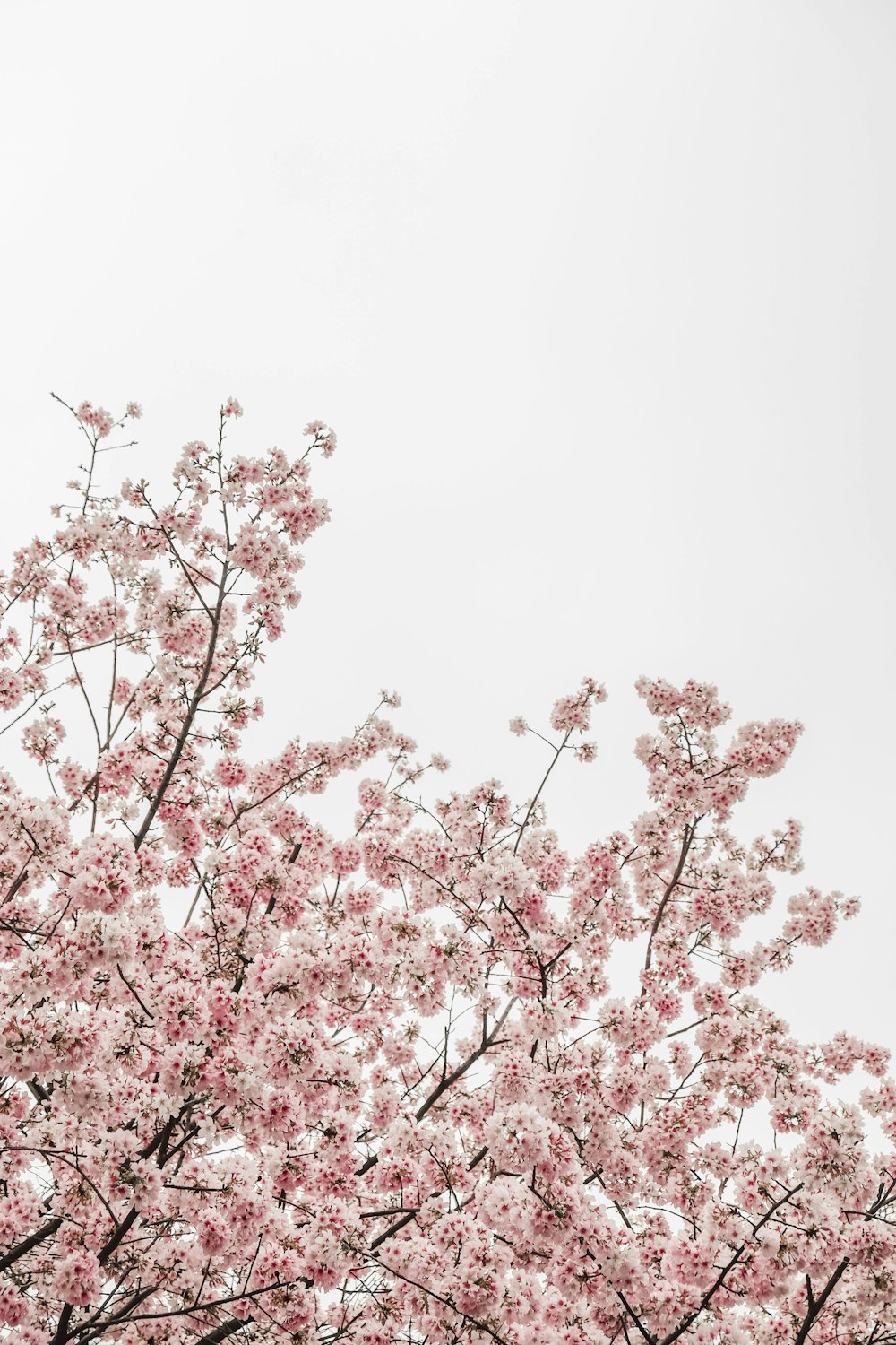 Vue de l’œil du ver photographie de l’arbre rose Cheery Blossom