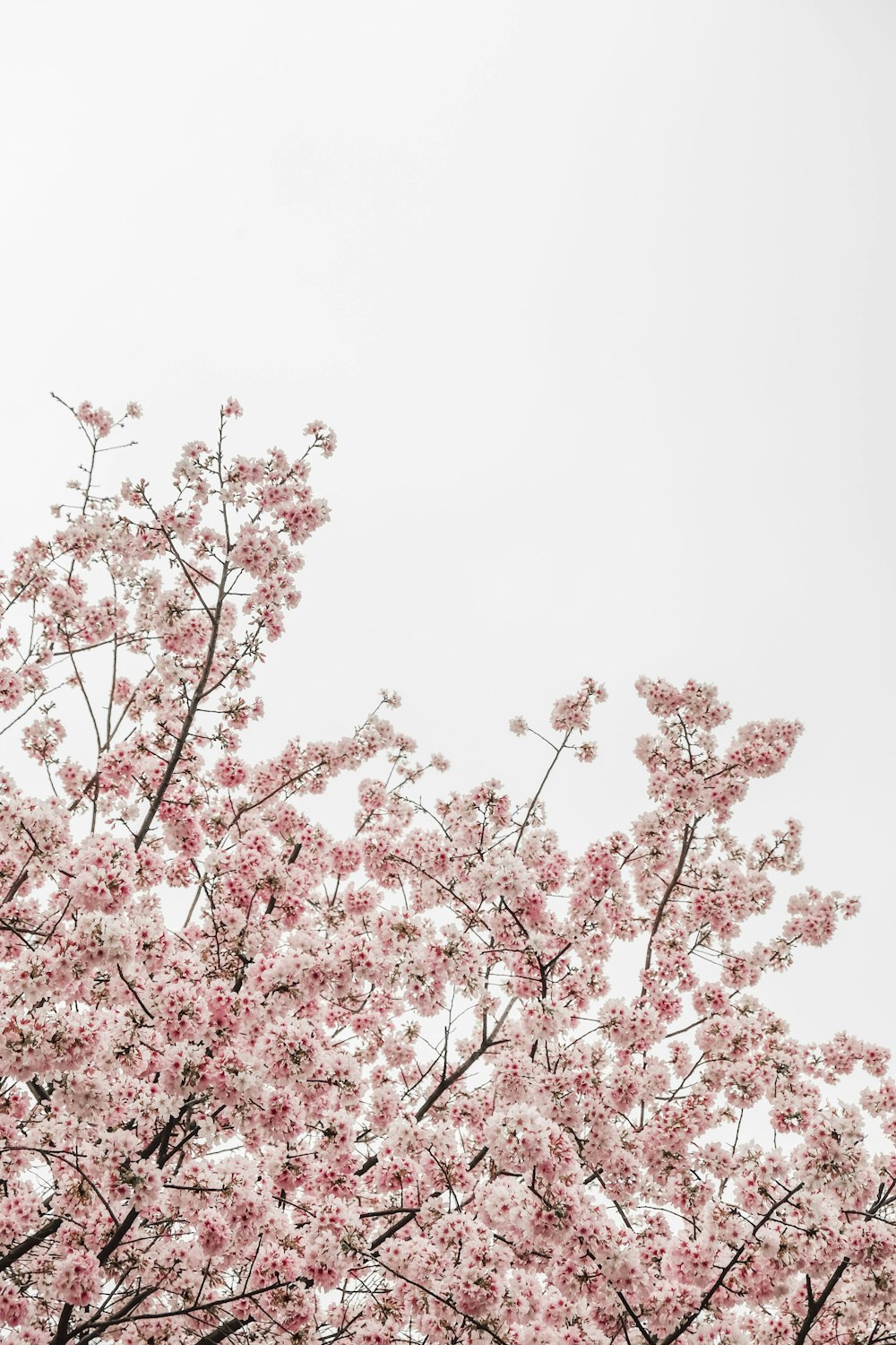 Fotografía de la vista del ojo del gusano del árbol de la flor de la alegría rosada