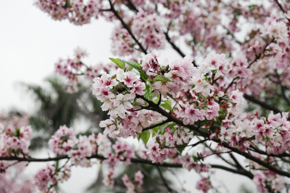 선택적 초점 사진의 벚꽃 나무