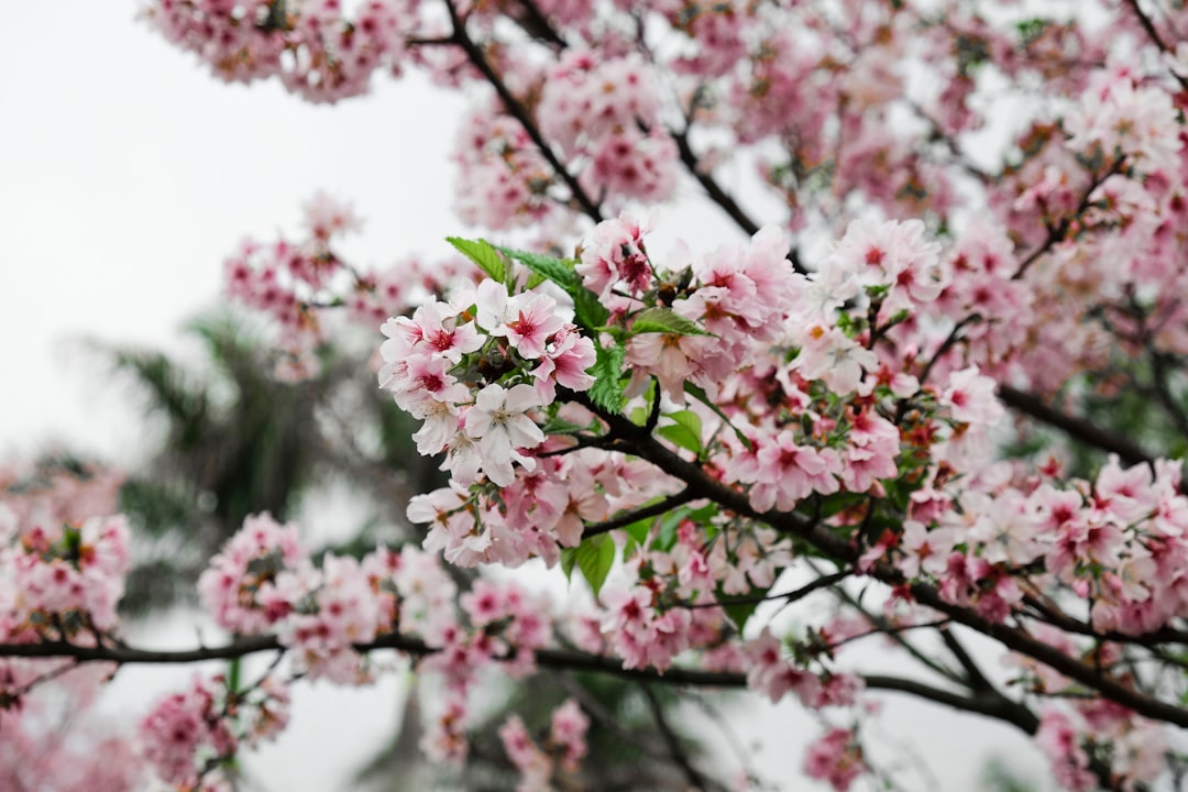 cherry blossom tree in selective focus photography