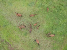 A close-up of Arabian horses in a lush green pasture.