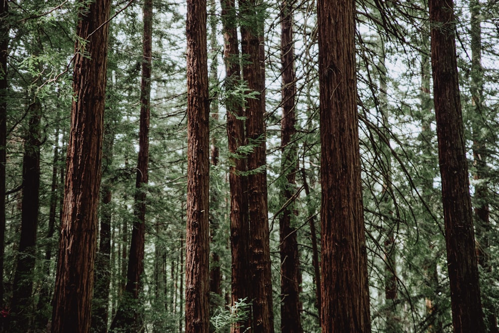 Arbres verts de la forêt