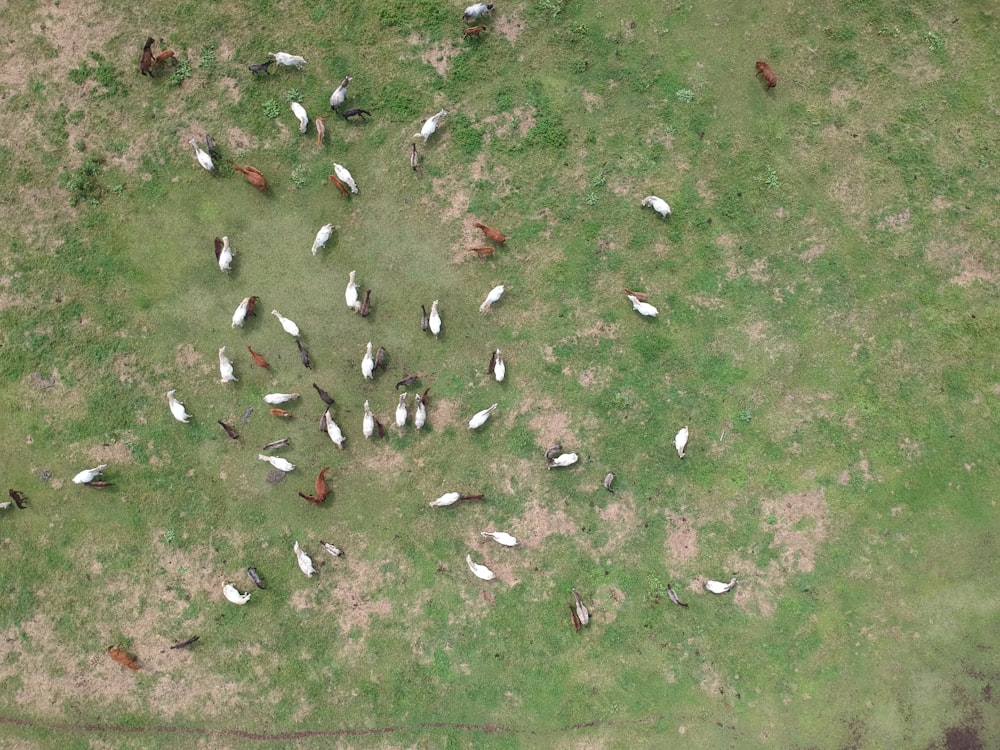 flock of bird on green grass
